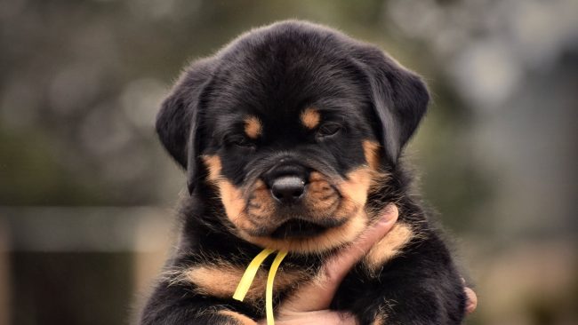 Purebred Rottweiler Puppies For Sale